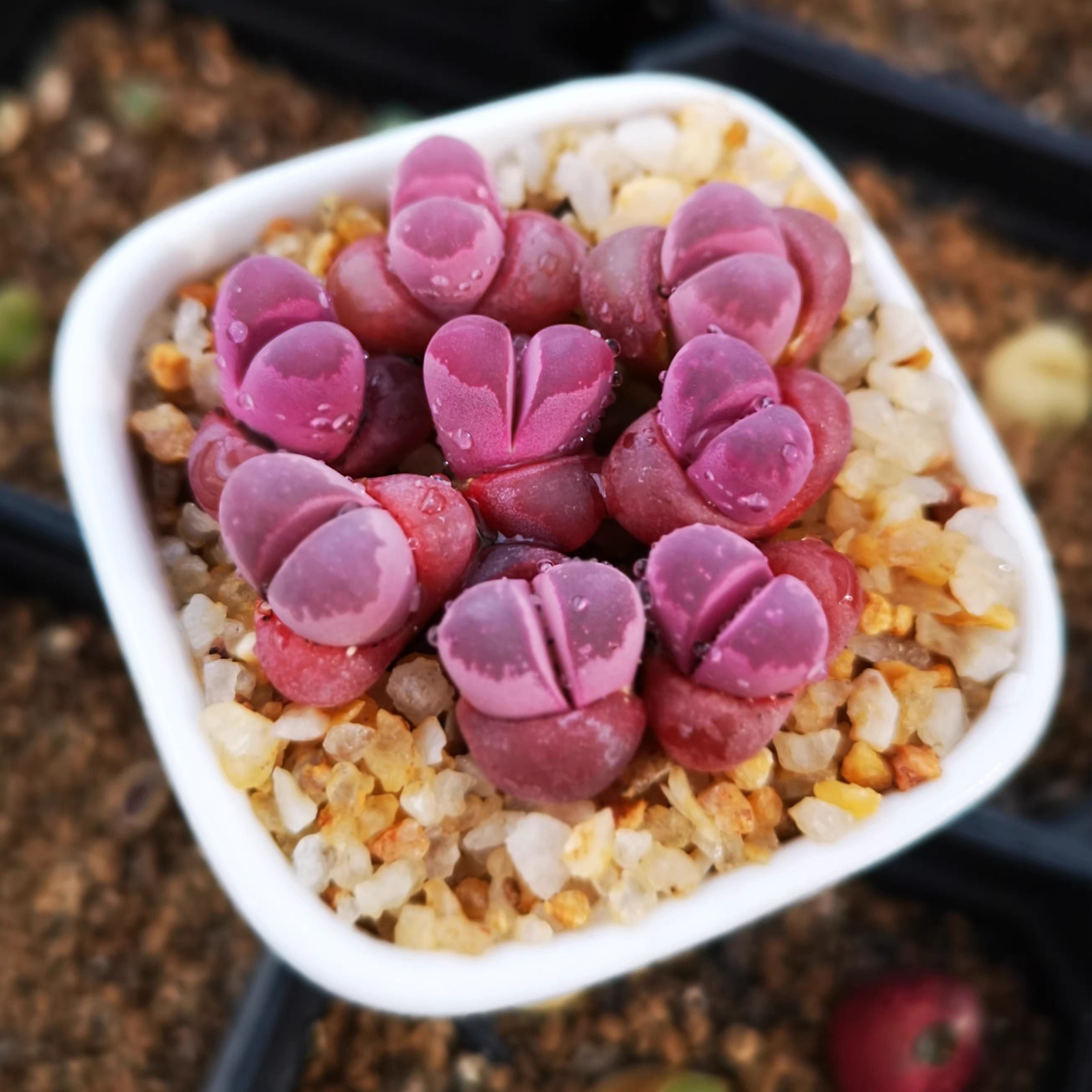 Mix Rainbow Lithops Succulent Living Stone Plant