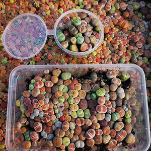 Mix Rainbow Lithops Succulent Living Stone Plant