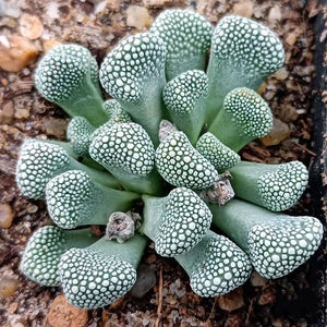 Rock Like Genus Titanopsis Schwantesii Primosii Succulent Plants