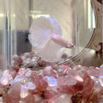 Rainbow Aura Natural Moonstone For Glass Fish Jar Crystals ornaments