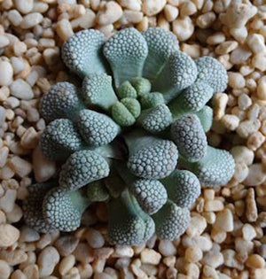 Rock Like Genus Titanopsis Schwantesii Primosii Succulent Plants