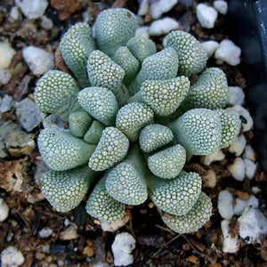 Rock Like Genus Titanopsis Schwantesii Primosii Succulent Plants