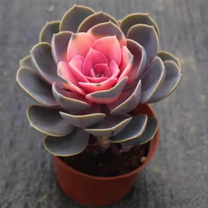 Echeveria West Rainbow Variegated Perle Von Nurnberg Cluster Pink Succulent