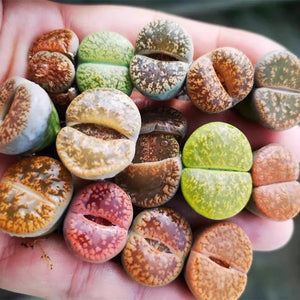 Mix Rainbow Lithops Succulent Living Stone Plant