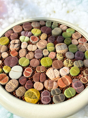 Mix Rainbow Lithops Succulent Living Stone Plant