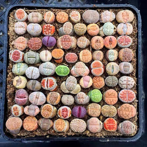 Mix Rainbow Lithops Succulent Living Stone Plant