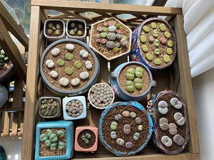 Mix Rainbow Lithops Succulent Living Stone Plant