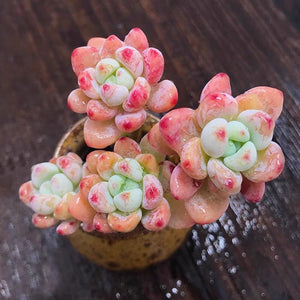 Jelly Pink Sedum Clavatum Variegated Succulent Joy Plants