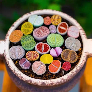 Mix Rainbow Lithops Succulent Living Stone Plant