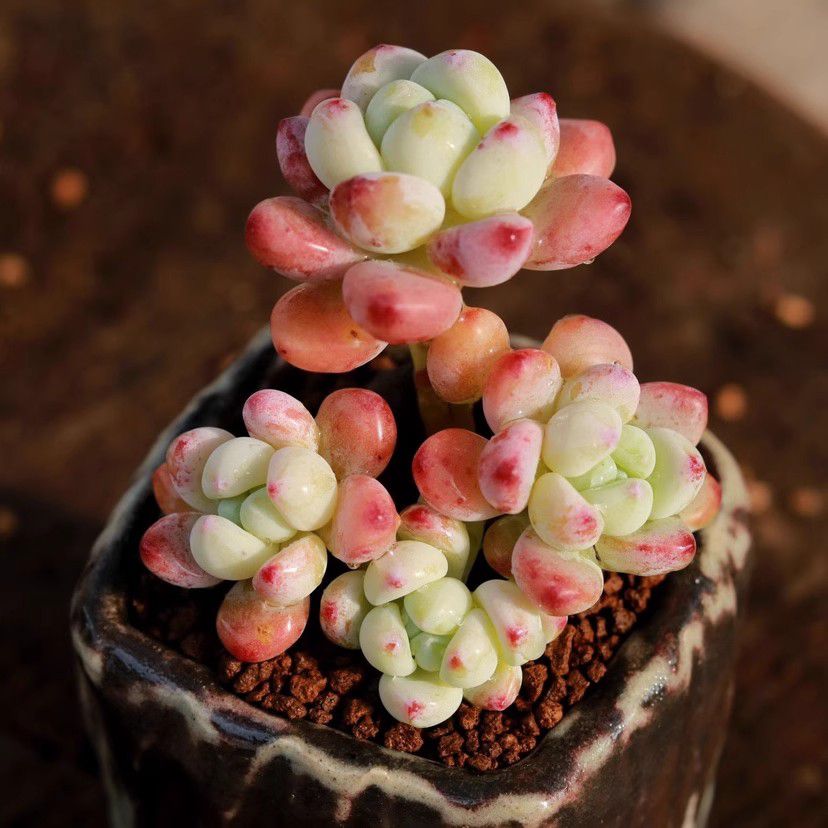 Jelly Pink Sedum Clavatum Variegated Succulent Joy Plants