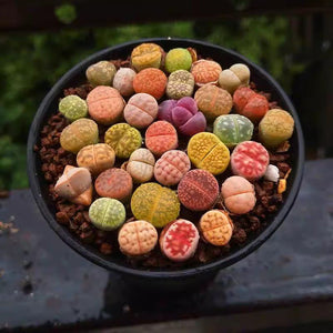Mix Rainbow Lithops Succulent Living Stone Plant